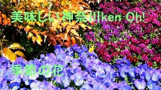 美味しい神奈川ken Oh!Delicious kanagawaken Oh!季節の花 Seasonal flowers spring