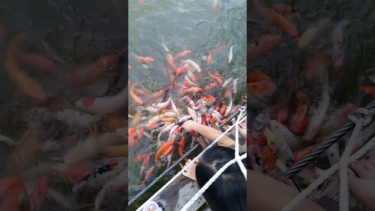 Catching Gold Fish Youtube