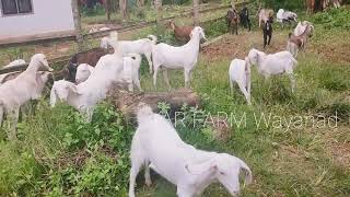 #Malabari goat #goat #AR Farm #wayanad