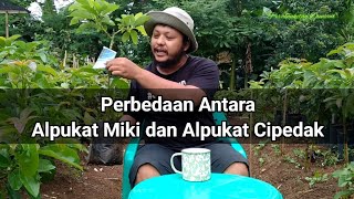 Jenis Alpukat Unggulan DKI Jakarta