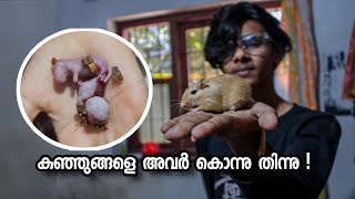 നമ്മുടെ എലികൾ ഒരുപാട് കുഞ്ഞുങ്ങളെ പ്രസവിച്ചു | Our gerbil gave birth to a lot of pups