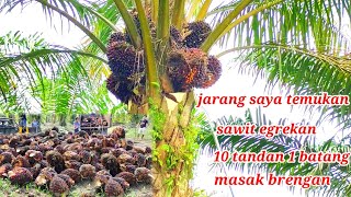 panen sawit urea phonska alhamdulilah banyak buah