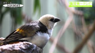 上野動物園の動物たち