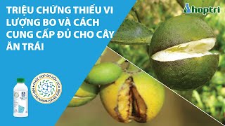 TRIỆU CHỨNG THIẾU VI LƯỢNG BO VÀ CÁCH CUNG CẤP ĐỦ CHO CÂY ĂN TRÁI