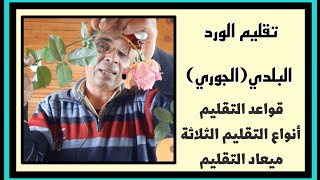 طريقة تقليم الورد الجوري ، موعد وطريقة تقليم الورد الجوري البلدي لزيادة عدد وحجم الأزهار