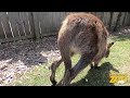 william wallaby s 9th birthday