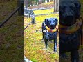 dog statue guarding girl s grave 🥺