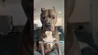 Gsd Vs American Bully