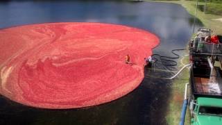 Secrets of the Cranberry Harvest