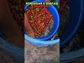 Proses Pengolahan Kopi | Pencucian dan Sortasi Buah Kopi #petani #pertanian #kopi