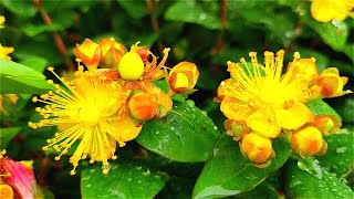 Super beautiful Hypericum :  like the charming and mournful Chinese beauty