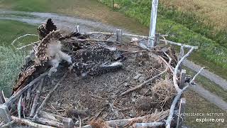 The Charlo Osprey Chick 'C17' Has a Seizure and Falls Out of the Nest 2024 7 23