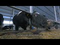 Reducing Emissions from Livestock – We Make it Possible (Dutch)