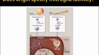Microglia: A Prospective Target For Biomarker And Therapeutic Development In CNS Disease And Injury