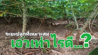 เรื่องระยะปลูกมันสำปะหลัง ควรปลูกที่ระยะเท่าไหร่ดี หลายคนยังสงสัย...? #cassava #เกษตรทต