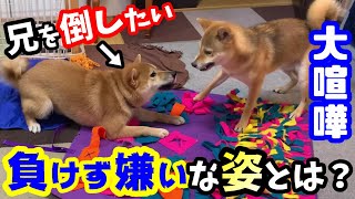 柴犬兄弟大喧嘩！体力に自信のある弟の驚愕の精神力とは？