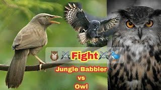 Owl \u0026 Jungle Babbler Fighting 🐥 🐦 পেঁচা ও ছাতারে পাখি যুদ্ধ ⚔️