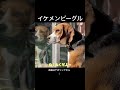 うちのビーグルがイケメンすぎる　 癒し ビーグル 犬のいる暮らし 可愛い イケメン