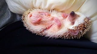 Funny Hedgehogs🦔🦔Spiky and Funny Hedgehogs(Full) [Funny Pets]