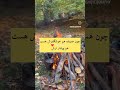 یک کلام حرف ازالهه نازمادر ❤️اگرمفیدبودبه احترام مادرلایک کن ویک کامنت زیبا برای مادربنویس🙏🏻🌷