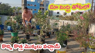 మా ఇంటి ముచ్చటైన మిద్ది తోట ఎలా ఉందో🤔 చూడండి🤗 || terracegarden || middithota || garden