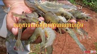 បច្ចេកទេសចិញ្ចឹមបង្គាពេលចាប់ផ្ដើមតាមបែបកូរ៉េ