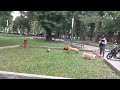 dogs meeting at lenin flower garden