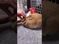 パパに甘えるうさぎさん🐇