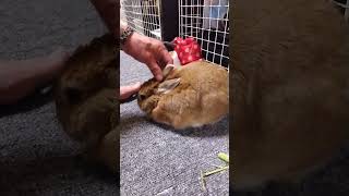 パパに甘えるうさぎさん🐇