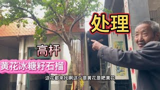 75岁大爷家一颗高杆冰糖籽石榴，怕枝条砸坏屋顶低价处理，来捡漏