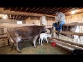 Our Milking Parlor MAKEOVER | Brand New Brown Swiss Calves