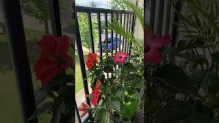 Spring is here #goodmorning #hibiscus Comment Like and Subscribe to see more content and Livestreams