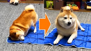 The wet Shibe hits the cold mat with all the energy of anger and becomes empty.