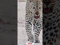 Leopard 🐆 #shorts #viral #trending #youtubeshorts #ytshorts #animal #wildlife #tiger #foryou #fyp