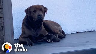 Security Camera Catches Stray Dog On Woman's Doorstep | The Dodo Foster Diaries