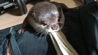 カワウソさくら ねじれブサイクカワウソ Twisted otter