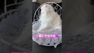 丁寧にフミフミ💜【スコティッシュフォールド】#shorts #スコティッシュフォールド #猫