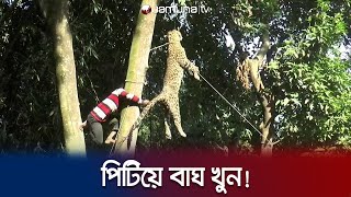 বাঘের আক্রমণে ক্ষুব্ধ মানুষ পিটিয়ে মারলো চিতাকে! | Tiger Attack | Jamuna TV