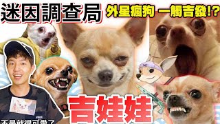 【迷因調查局】瘋狗吉娃娃,有多瘋?超越柴犬的迷因狗!氣吉敗壞 ! 一觸吉發! 吉娃娃梗圖迷因/吉娃娃/迷因介紹