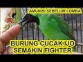 CARA CEPAT NAIKKAN MENTAL BURUNG CUCAK IJO AGAR FIGHTER DAN EMOSI SEBELUM LOMBA