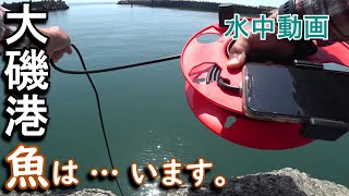 大磯港、水中動画撮ってみました。１年通して、様々な魚が釣れる大磯港ですが…５月中旬は、どんな魚が釣れるのでしょうか？