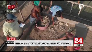 Loreto: liberan a 2 mil tortugas taricayas