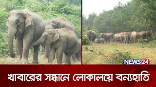 সীমান্তে কিছুতেই থামছে না বন্যহাতি ও মানুষের লড়াই | News24