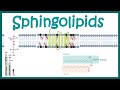 Sphingolipids || Chemical structure , biogenesis and function