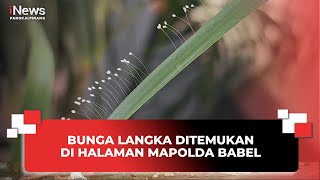 BUNGA LANGKA DITEMUKAN DI HALAMAN MAPOLDA BABEL