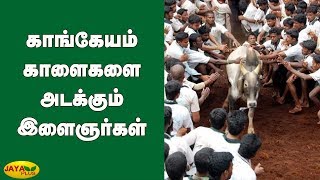 காங்கேயம் காளைகளை அடக்‍கும் இளைஞர்கள் | Erode Jallikattu