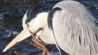 【鳥キロク】川に佇むアオサギ