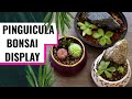 Fun Ways to Display Pinguiculas (Butterworts) - Carnivorous Plant Collection and New Plant Haul