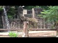 牙のサポーターをポイする砥夢君　多摩動物園　アフリカゾウ