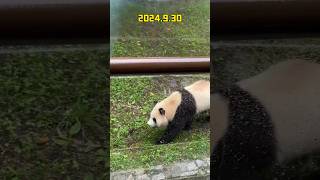 9月30日现场看福公主真的好可爱，比在网络上看要可爱上万倍#panda #大熊貓 #大熊猫福宝